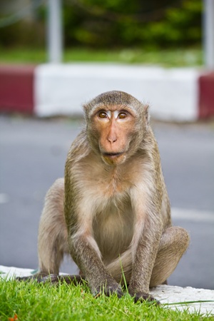 Monkey in Lopburi province Thailand can live freelyの写真素材