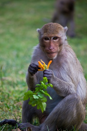 monkey eat flower in Lopburi province Thailand can live freelyの写真素材