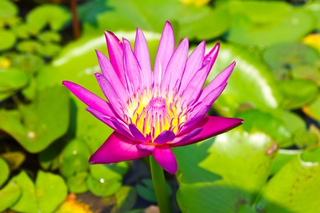 beautiful pink lotus with background of green leafの写真素材