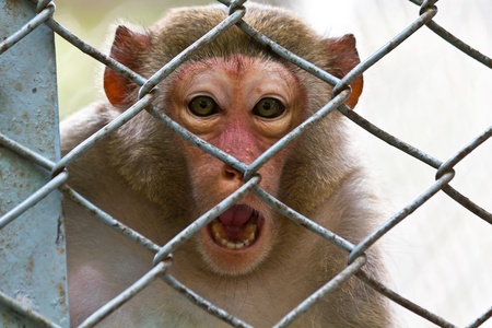 sad monkey in the cage of zooの写真素材