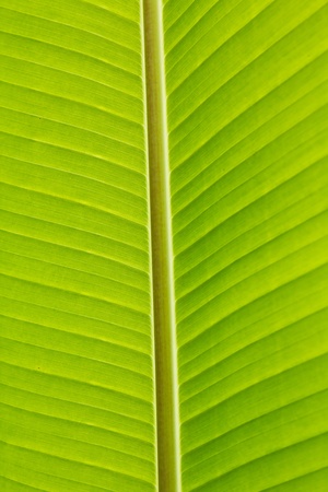 Fresh green banana leaf can be used for backgrounds.の写真素材