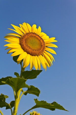 Blooming sunflower in the blue sky backgroundの写真素材