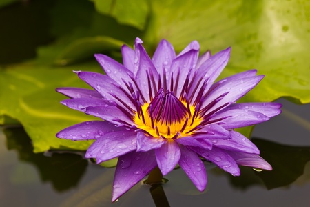 Beautiful blooming violet water lily in Thailandの写真素材