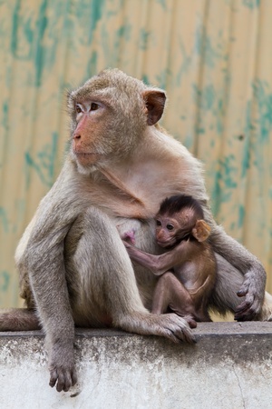 monkey and its baby sitting on the wall in Lopburi of Thailandの写真素材
