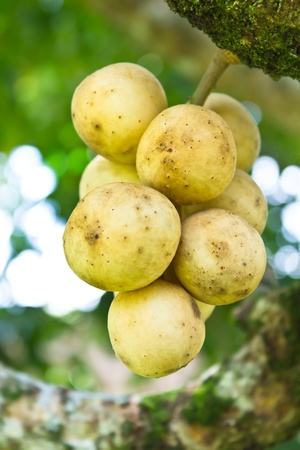 Tropical fruit langsat  from tree in Thailandの写真素材