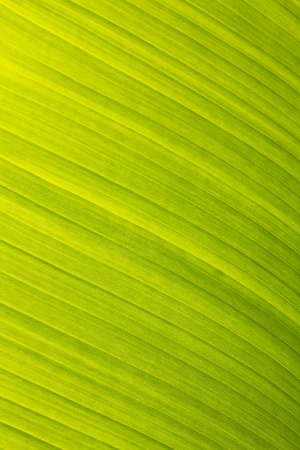 banana leaf green floral natural backgroundの写真素材