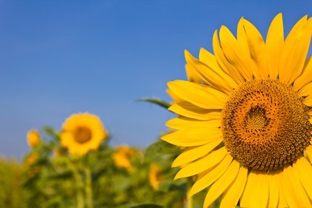 portrait of a sunflower in the fieldの写真素材