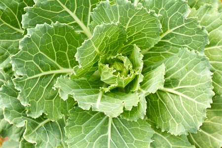 Closeup cabbage seedlings grown in a field.の写真素材
