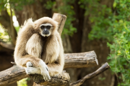 White gibbon sitting on timber in zoo, Thailand.の写真素材