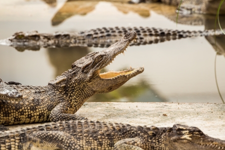 Crocodile with open mouth lying in farm, Thailandの写真素材