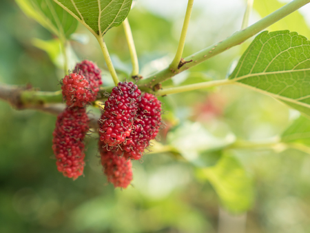 branch of red mulberry with many ripe.の写真素材
