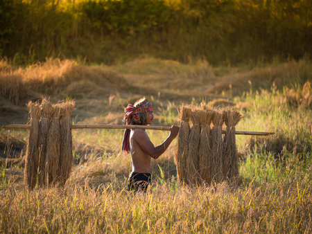 Thai farmer carrying the rice on shoulder after harvest, farmer work to keep the rice to be sold.