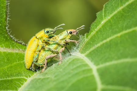 Insect are breeding on a green leaves.の写真素材