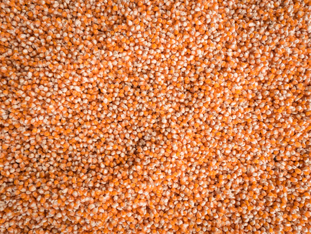 Corn seeds texture, agriculture background.の写真素材
