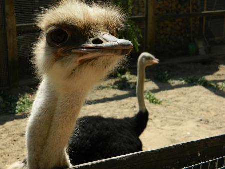 ostrichの写真素材