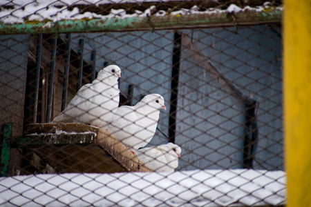 White pigeon. White doves. Dovecote on the roof. Pigeon house.の写真素材