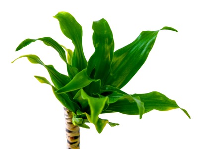 Dracaena green leaves , fresh green dracaena on the white backgroundの写真素材