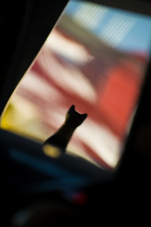 Silhouette of a black cat on a roof.の写真素材