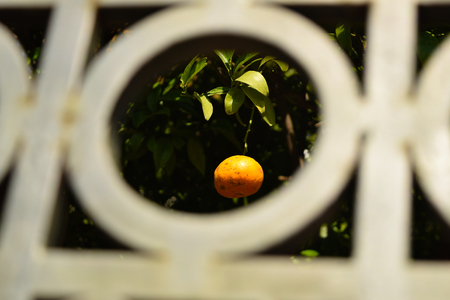 Ripe Mandarin. Home garden of mandarin.の写真素材