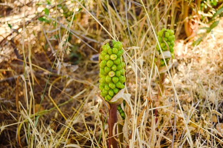 Plants in the mountains in Crete, Greece.の写真素材