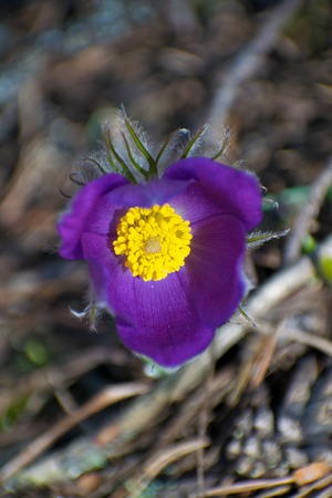 flowers of sleep-grass, snowdrop close-up