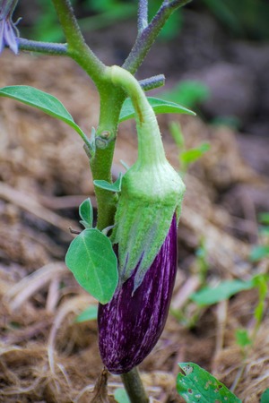 Ripe purple eggplant growing in a greenhouseの写真素材