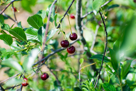 Cherry tree branch. fresh ripe cherries. Sweet cherries.の写真素材
