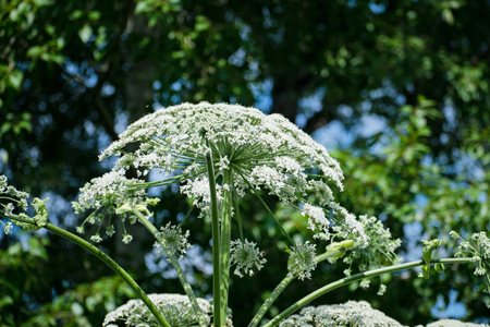 Cow-bream or the toxic hogweed plant. Heracleum.