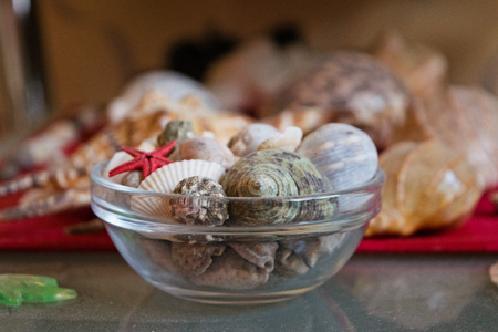 Beautiful seashells. Many different seashells piled together.の写真素材