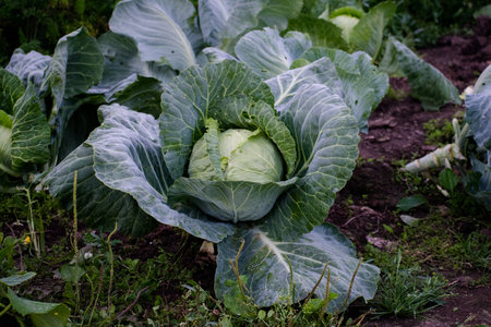 Cabbage grow in home vegetable garden. Fresh cabbage.の写真素材