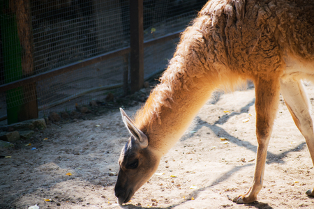 Brown and White Llama. Close up photograph of a brown and white llama's head.の写真素材