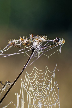 Spider web close-up. Spider's web in autumn field in sun rays at dawn.