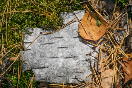 Autumn leaves, natural woodland background. Background of autumn leaves. Autumn background.の写真素材