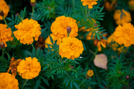 Orange marigolds or tagetes erecta flower in thegarden. Orange marigolds. Tagetes.の写真素材