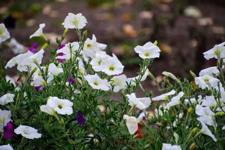Close up of the white flowers of Calystegia sepium, hedge bindweed. White ipomoea flowers. Flowering...