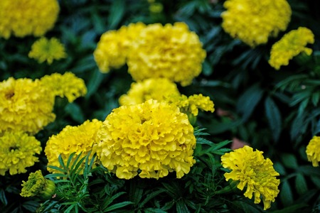 Yellow marigolds or tagetes erecta flower in thegarden. Yellow marigolds. Tagetes.