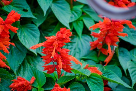 Bright red flowers clary, sage on the flower bed. Red Salvia. Salvia splendens.