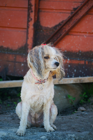 Beautiful Chinese Crested dog, chinese feather. Pedigree dog