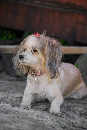 Beautiful Chinese Crested dog, chinese feather. Pedigree dog