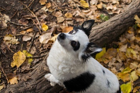 Little dog on a walk in the autumn forest. Autumn mood.の写真素材