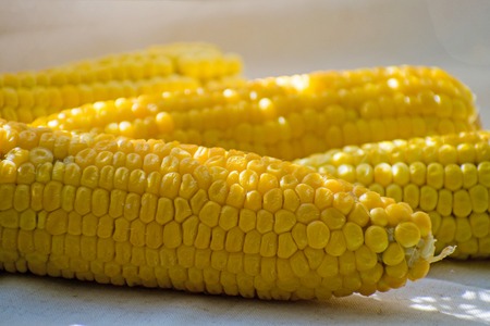 Fresh yellow corn. Row of delicious boiled fresh corn for a healthy snack.