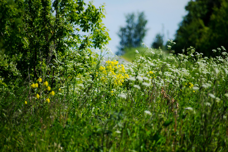 Beautiful view of blooming meadows on a beautiful sunny day with blue sky in spring. Background of Flowers Fieldの写真素材