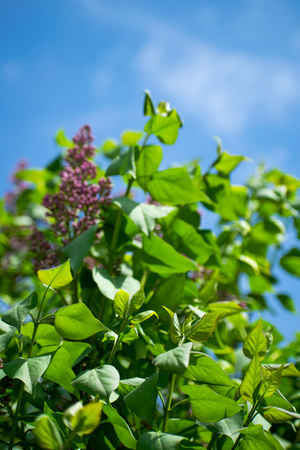 Lilac flowers. Delicate lilac on green natural background. Spring branch of blossoming lilac.の写真素材