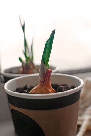 Growing green onions on the windowsill in the spring