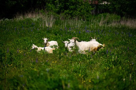 White goat, spotted goat grazing in a meadowの写真素材