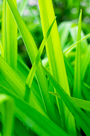 Bright juicy grass in the sun as a background.の写真素材