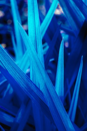 Bright magic blue grass as a background.の写真素材