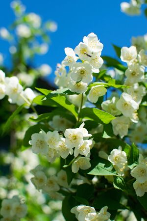 Jasmine flowers blossoming on bush in sunny day against the blue sky.の写真素材
