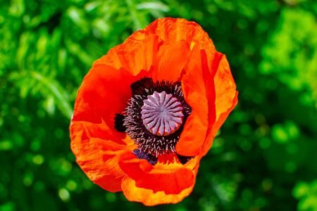 Beautiful vibrant red blooming poppies in a field.の写真素材