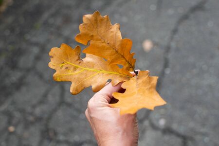 A branch of yellow autumn oak leaves in the hands of a girl.